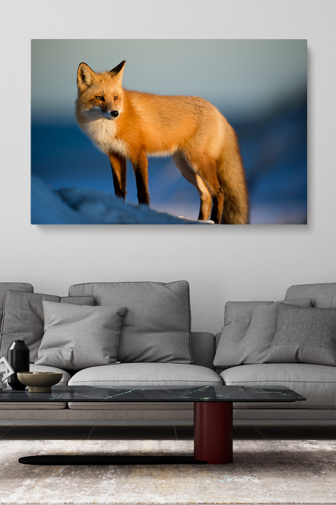 Nordic Fox