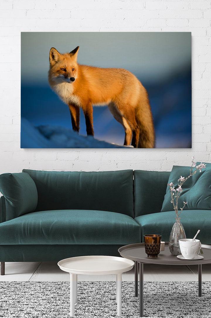 Nordic Fox