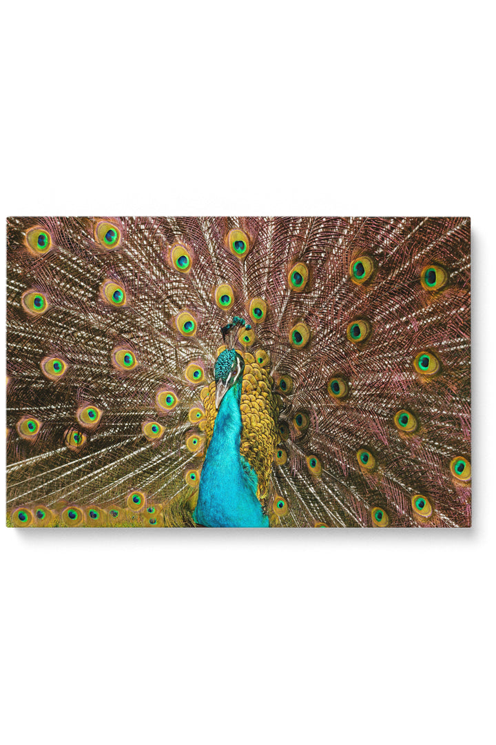 Peacock Feathers