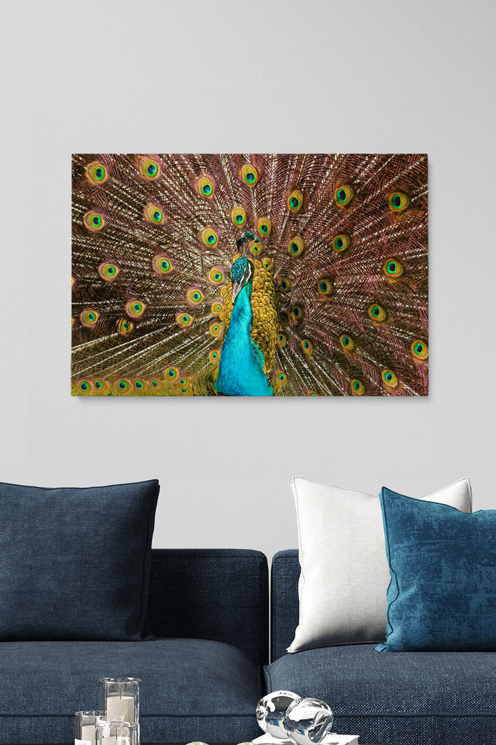 Peacock Feathers