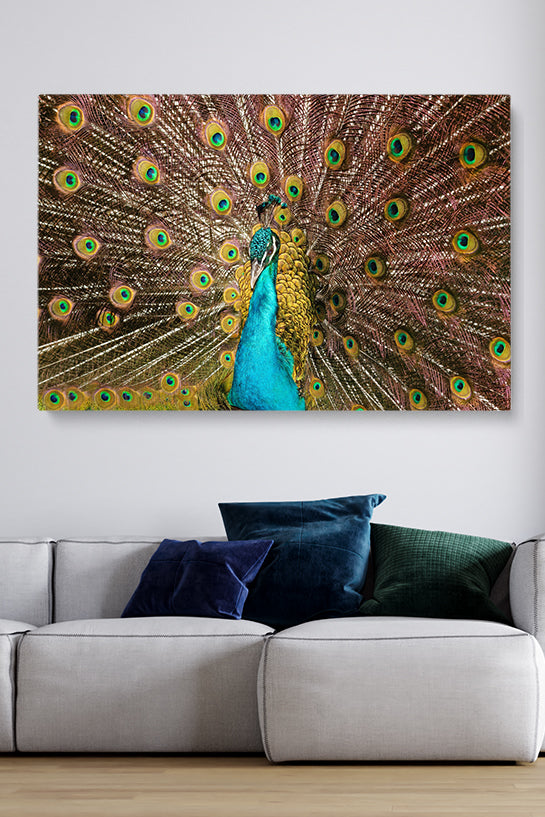 Peacock Feathers