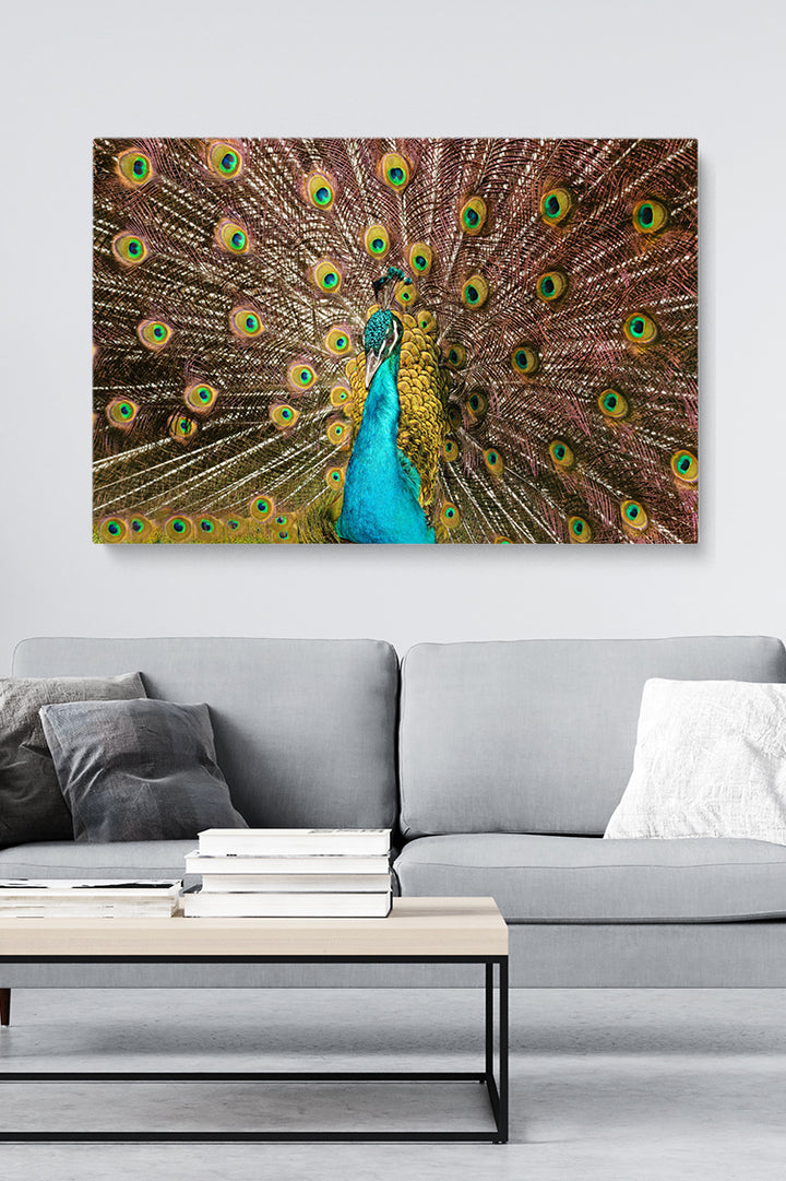 Peacock Feathers
