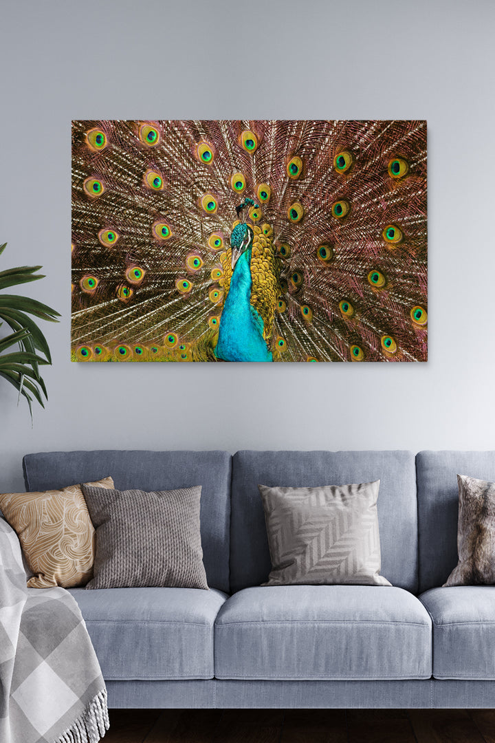 Peacock Feathers