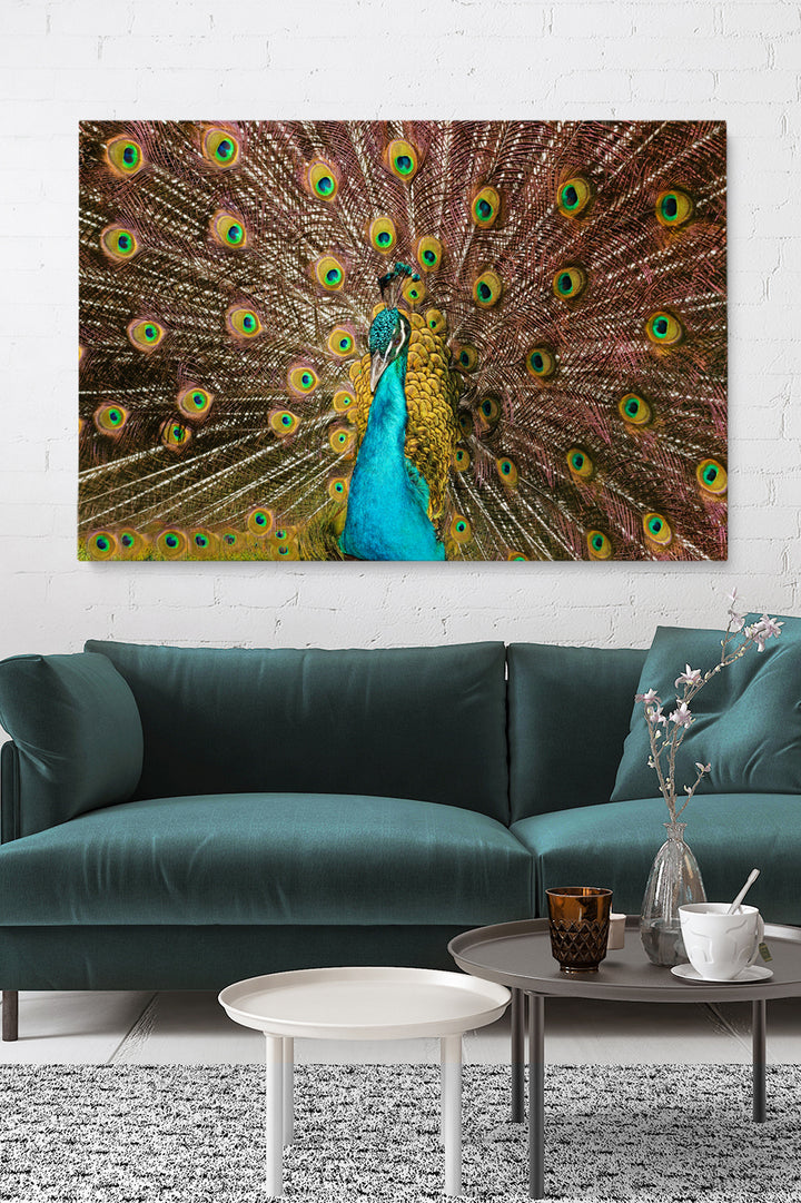 Peacock Feathers