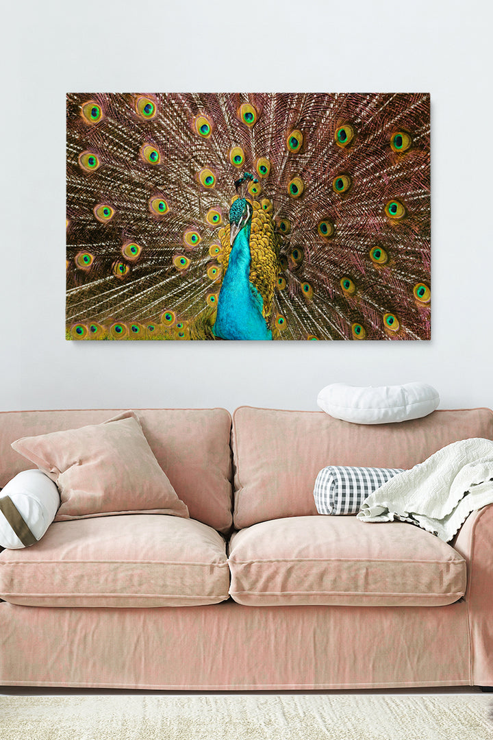 Peacock Feathers