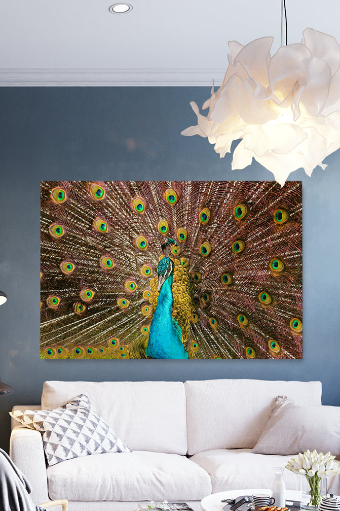 Peacock Feathers
