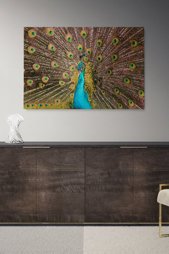 Peacock Feathers