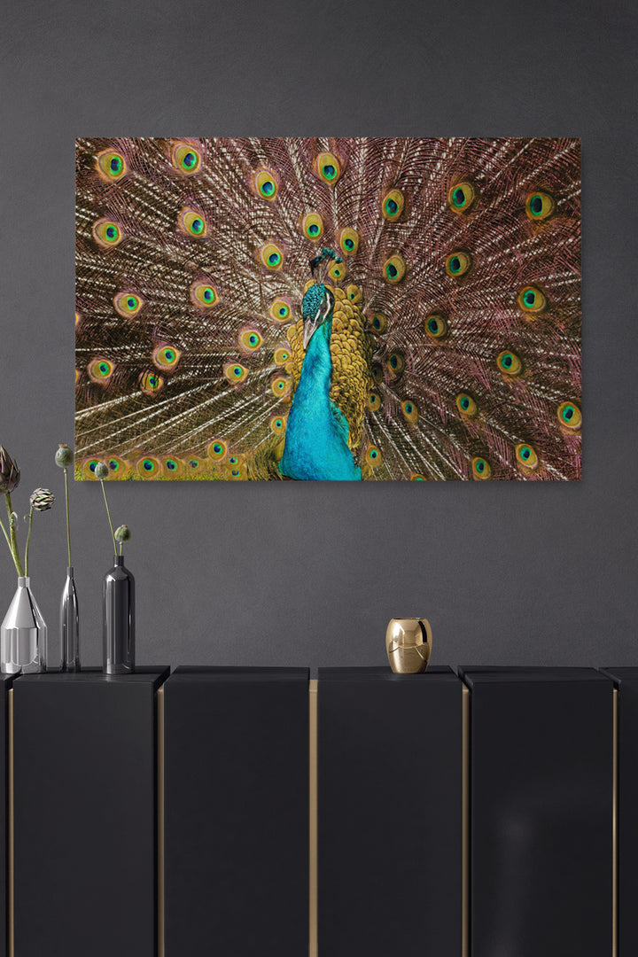 Peacock Feathers