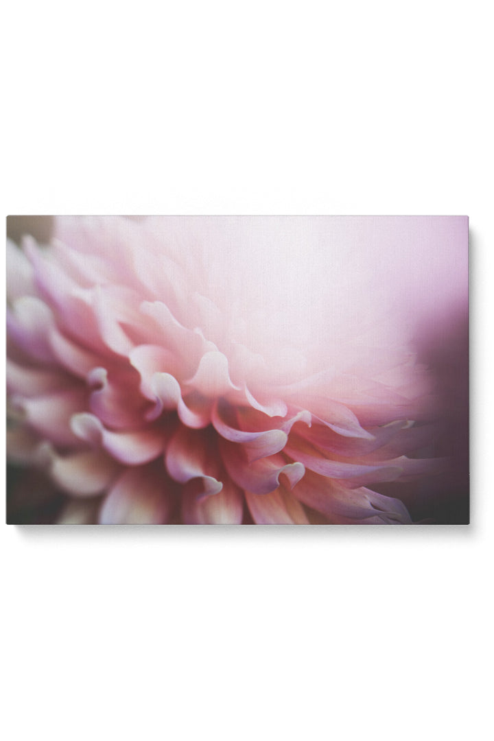 Rosa, blaue Rose