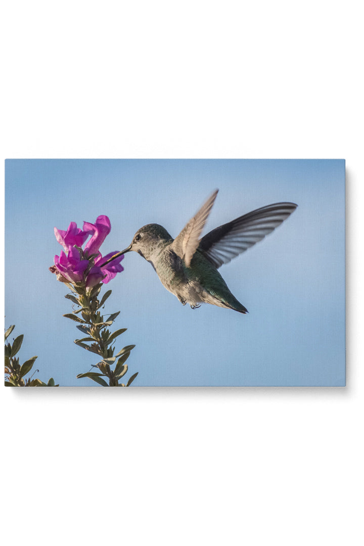 Pink Flower Colibri