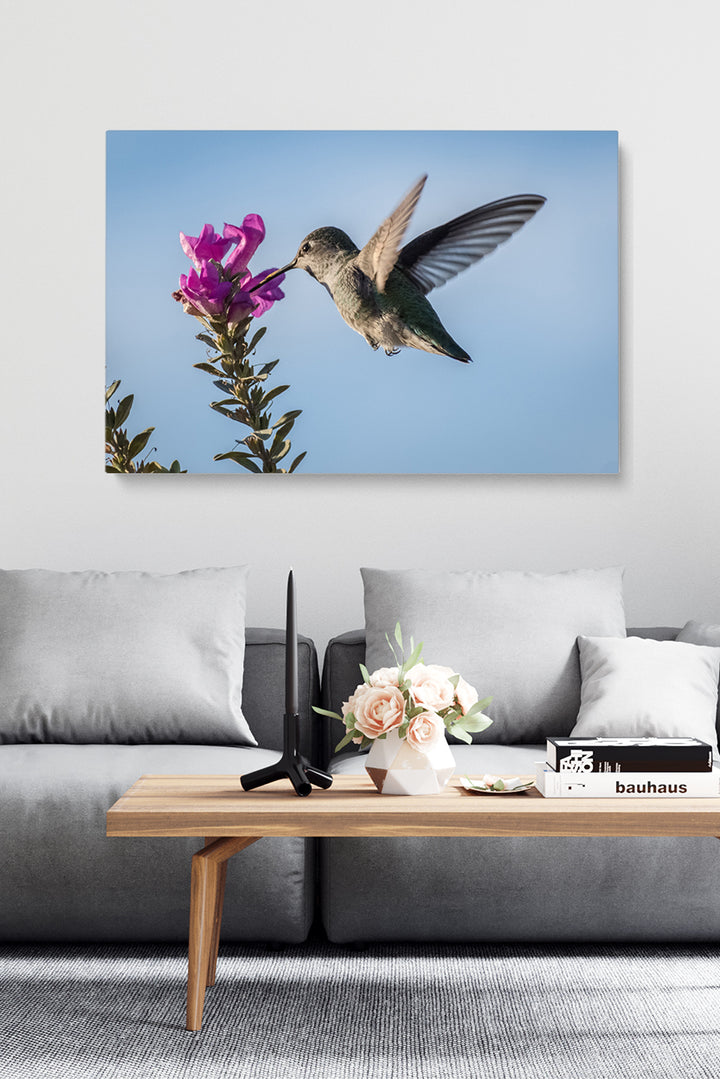 Pink Flower Colibri