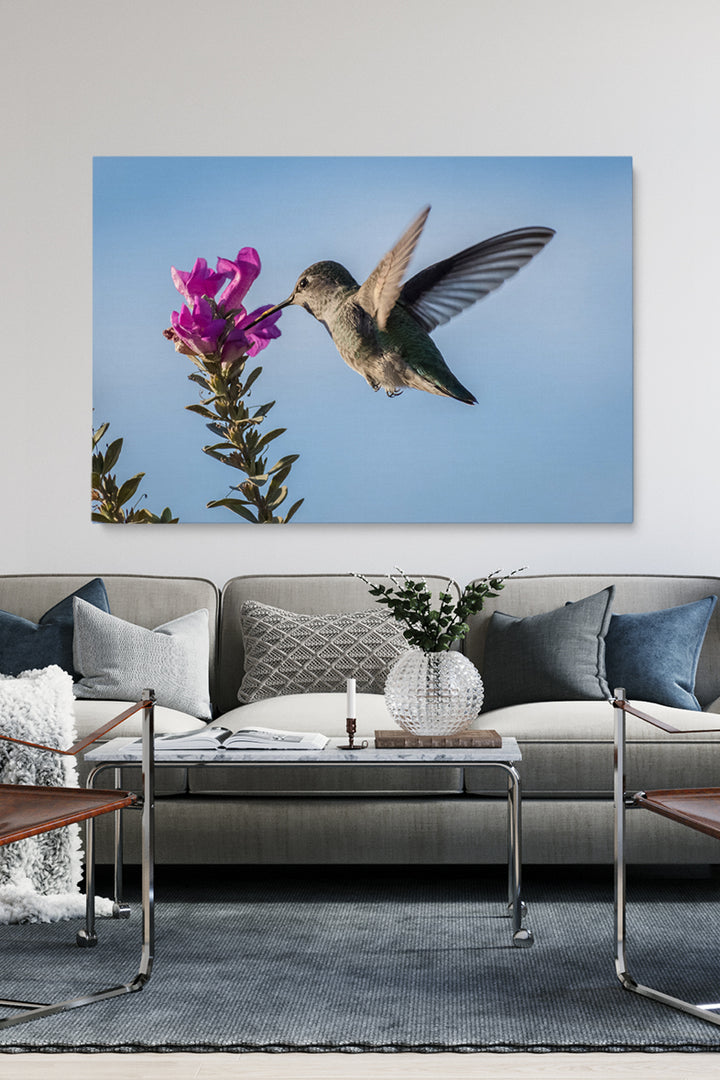 Pink Flower Colibri