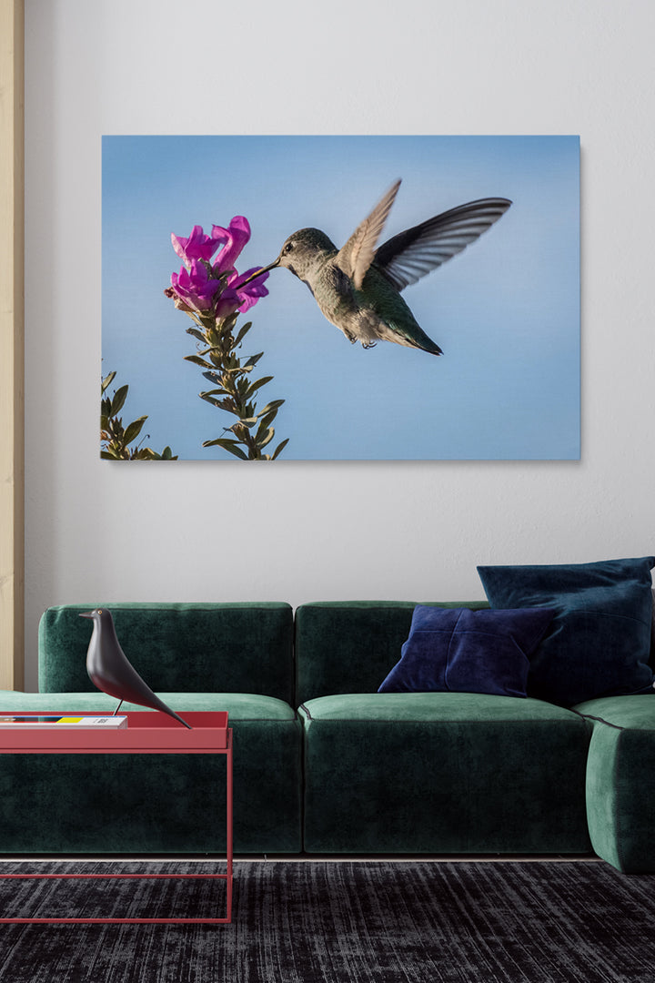 Pink Flower Colibri