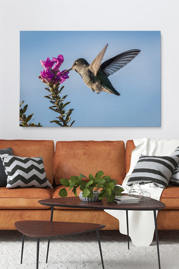 Pink Flower Colibri