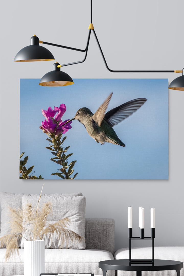 Pink Flower Colibri