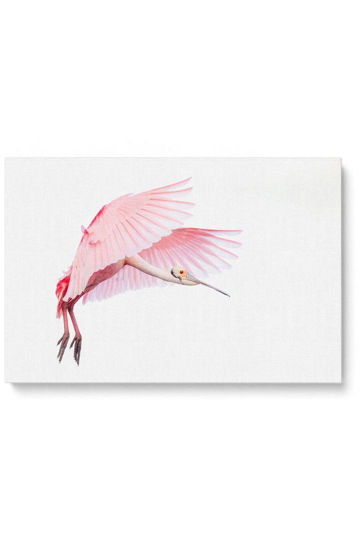 Pink Roseate Spoonbill