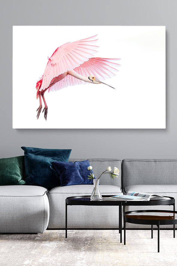 Pink Roseate Spoonbill