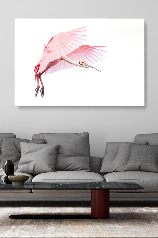 Pink Roseate Spoonbill