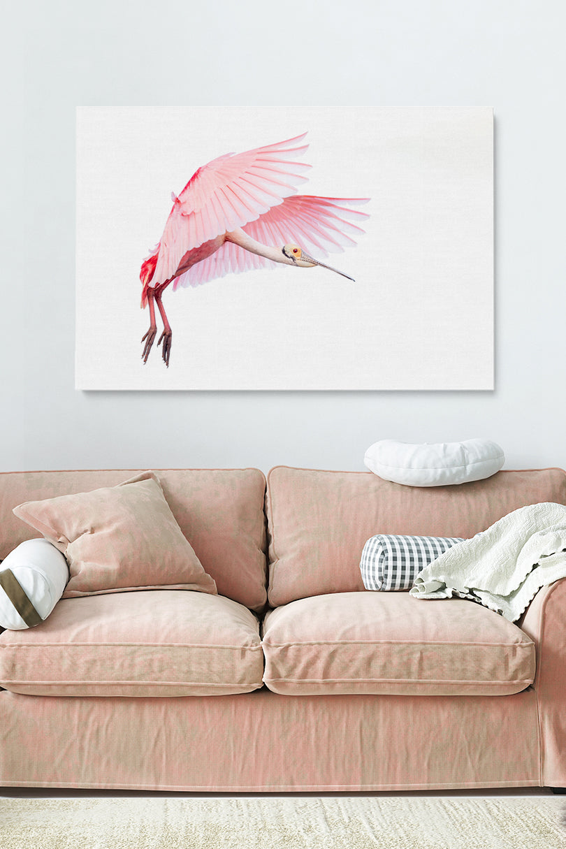 Pink Roseate Spoonbill