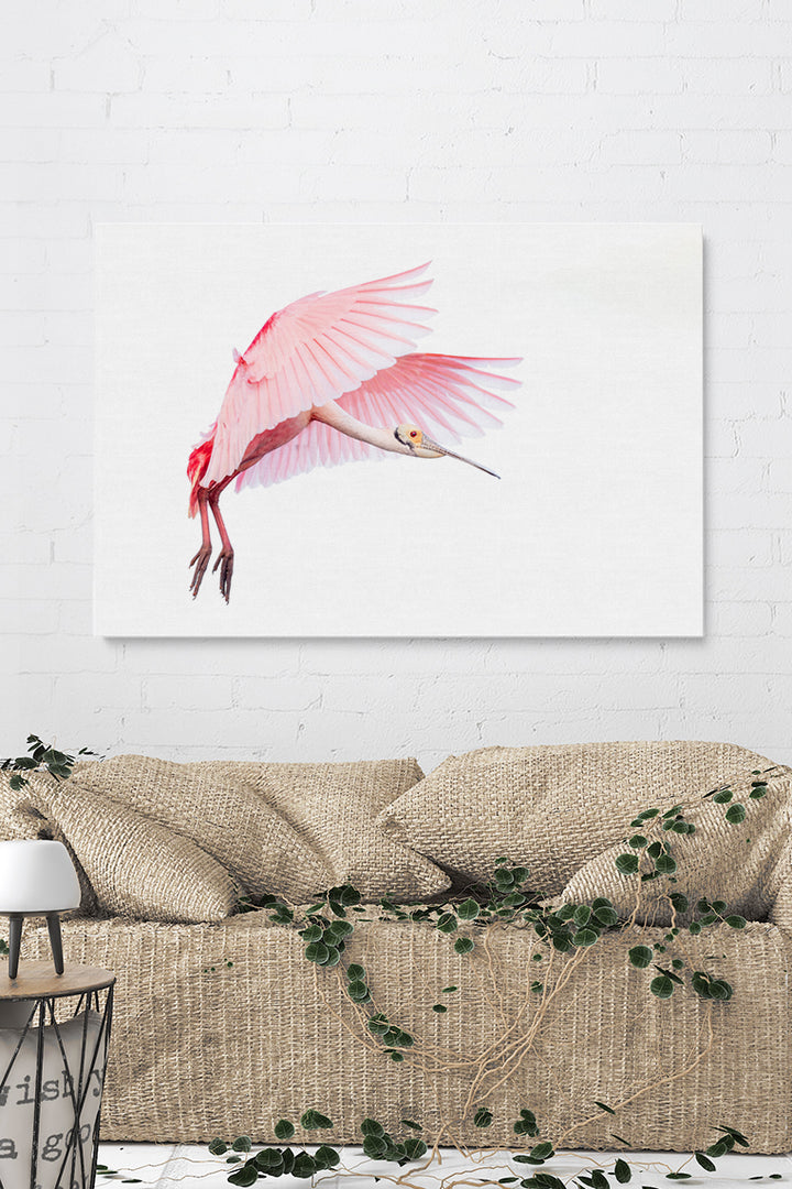 Pink Roseate Spoonbill