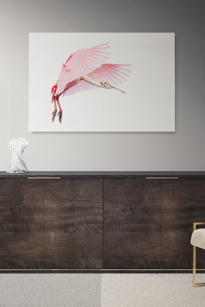 Pink Roseate Spoonbill