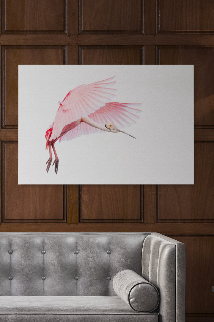 Pink Roseate Spoonbill