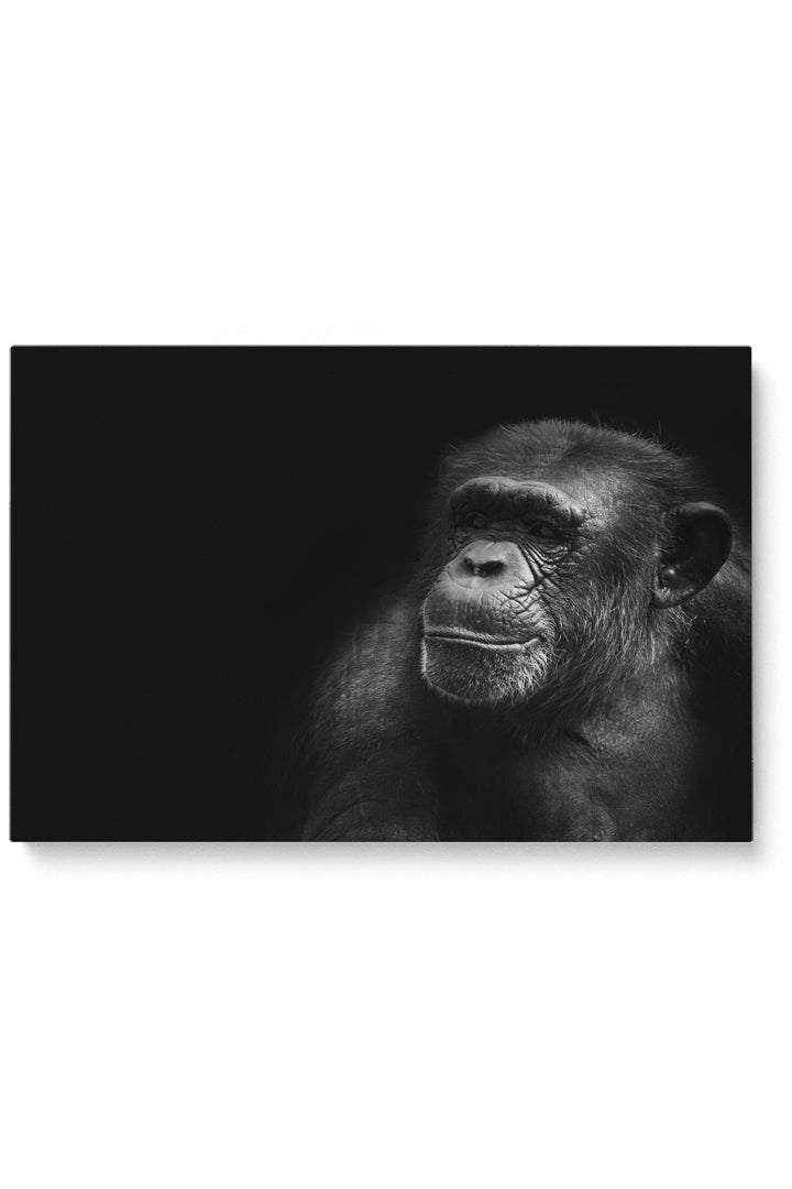 Portrait Chimp