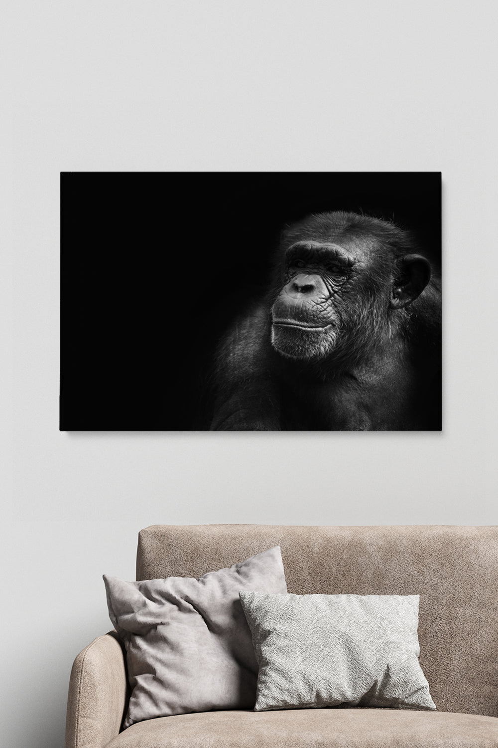 Portrait Chimp