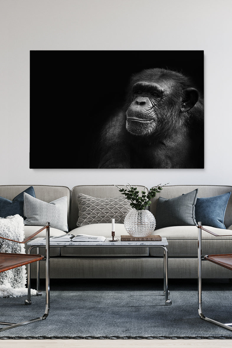 Portrait Chimp