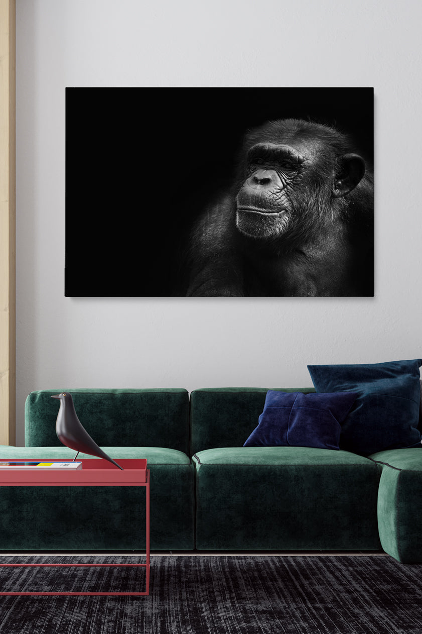 Portrait Chimp