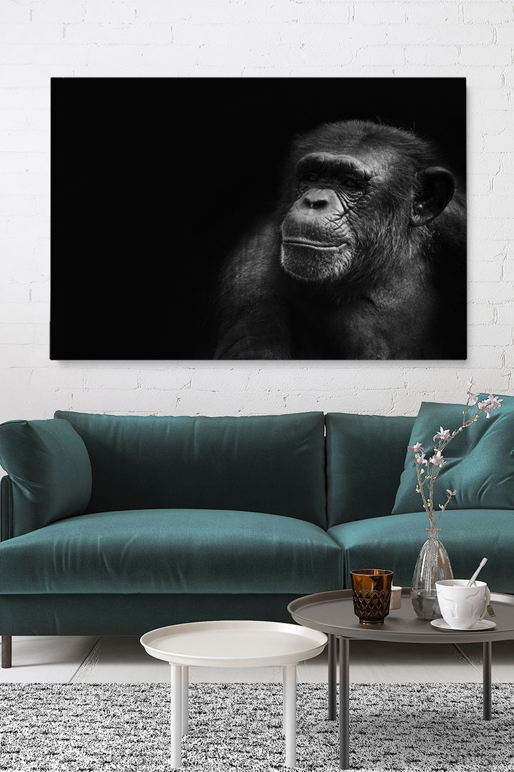 Portrait Chimp