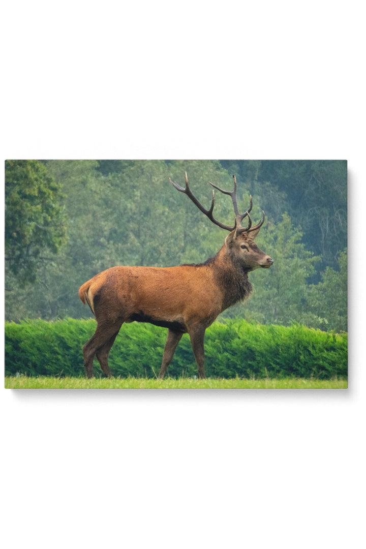Precious Deer
