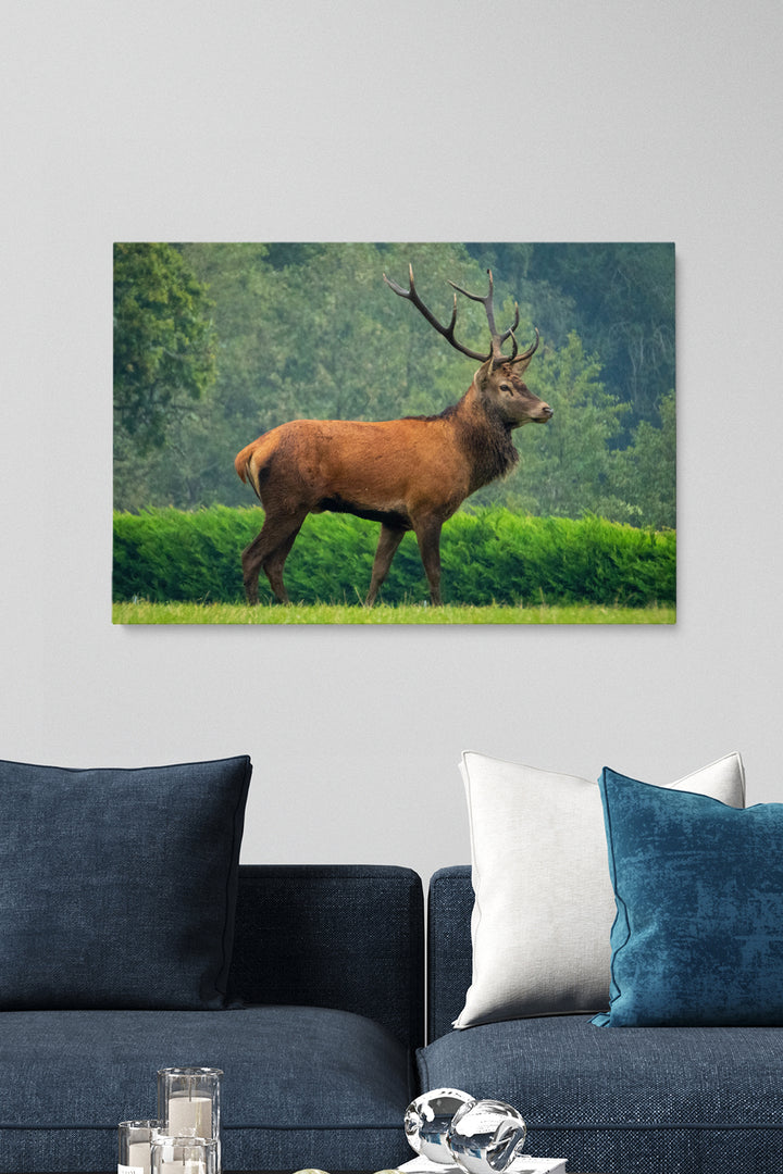 Precious Deer