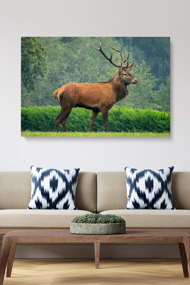 Precious Deer