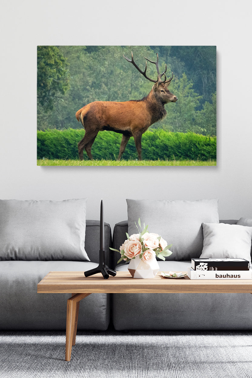 Precious Deer