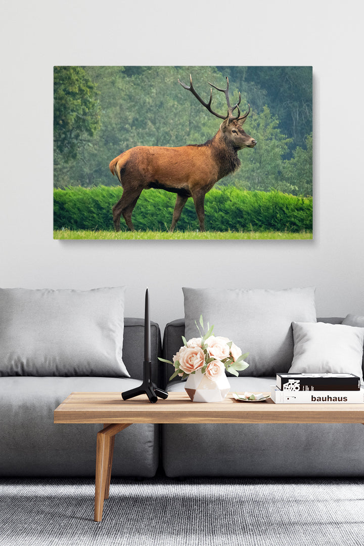 Precious Deer