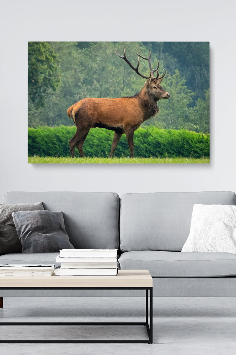 Precious Deer