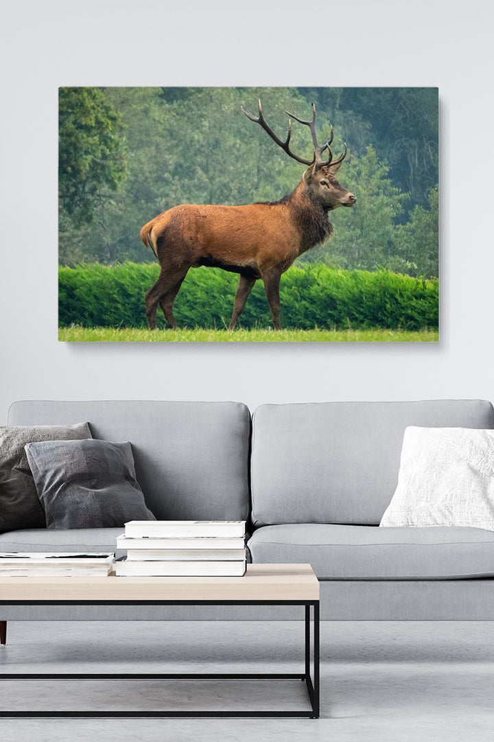 Precious Deer