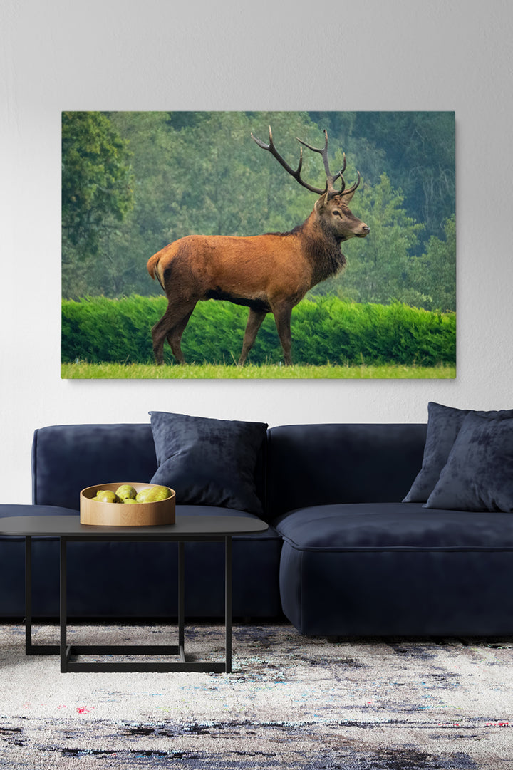 Precious Deer