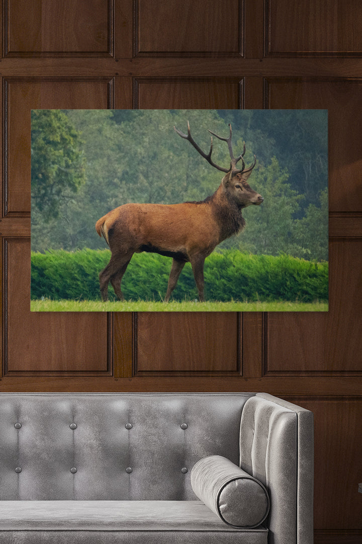 Precious Deer