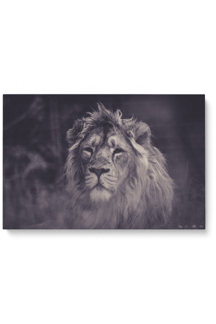 Smokey Lion