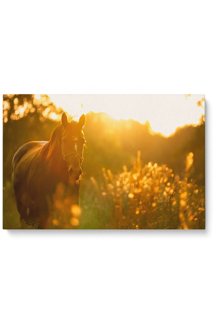Sunny Horse