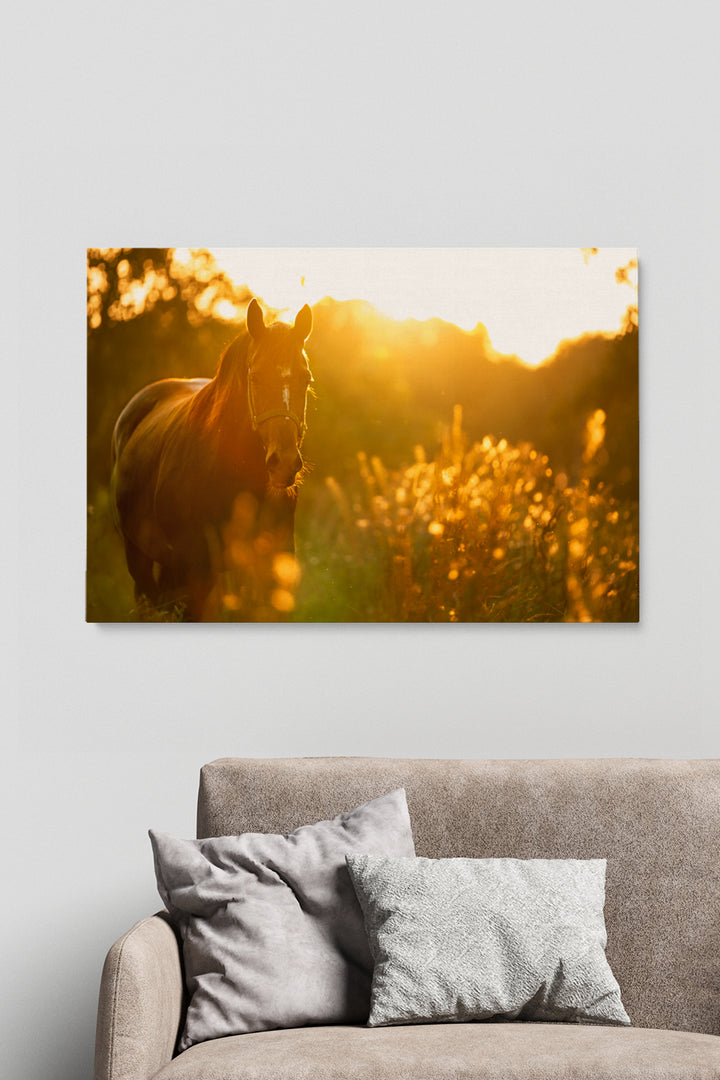 Sunny Horse