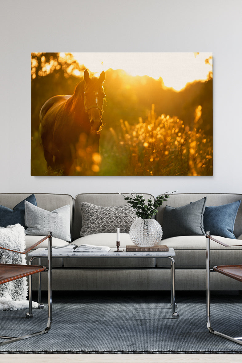 Sunny Horse