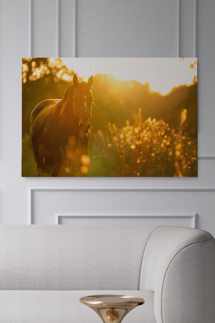 Sunny Horse