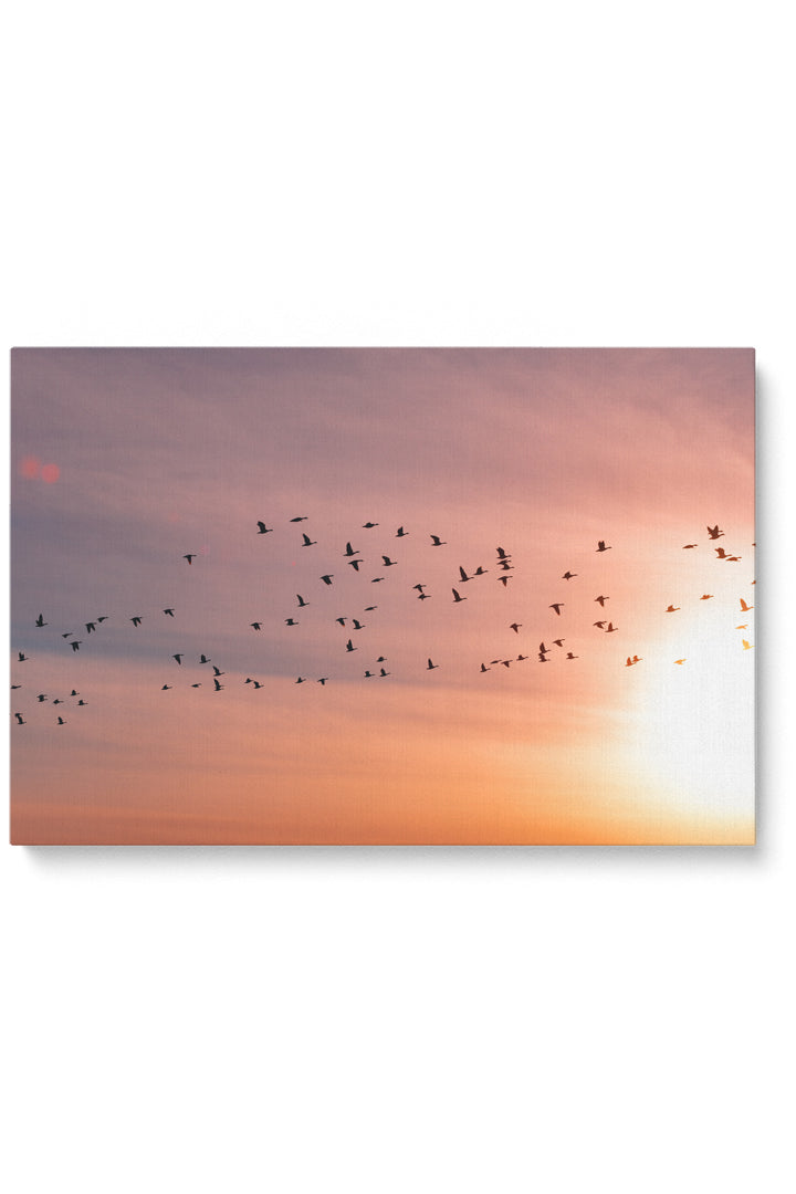Sunset Birds