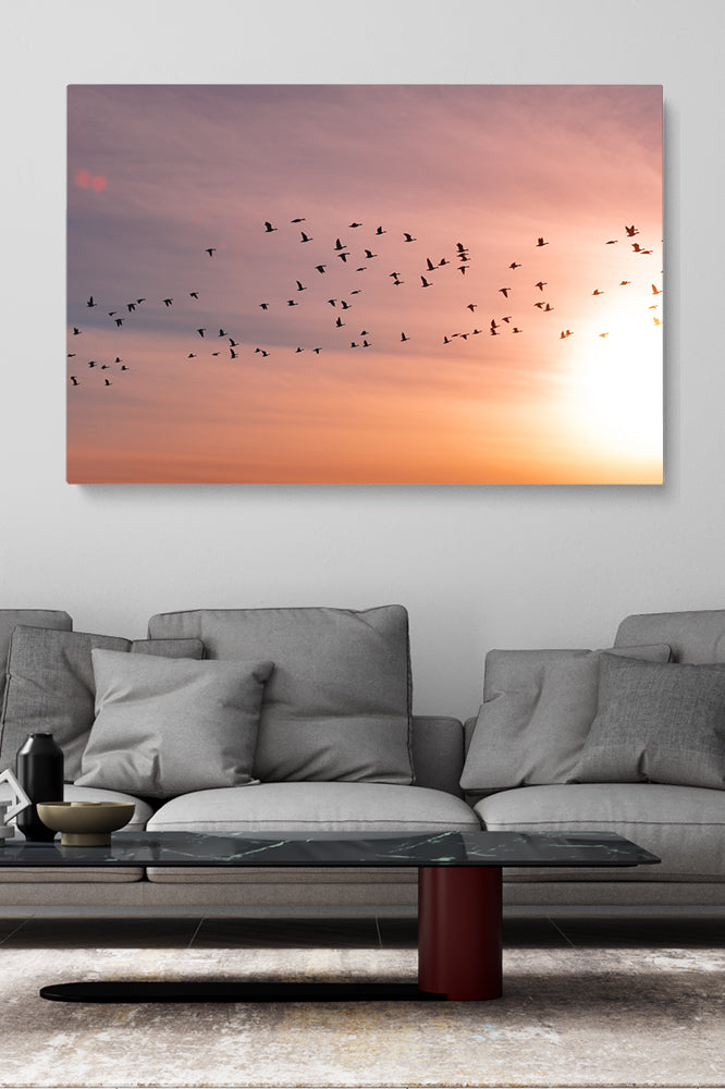 Sunset Birds