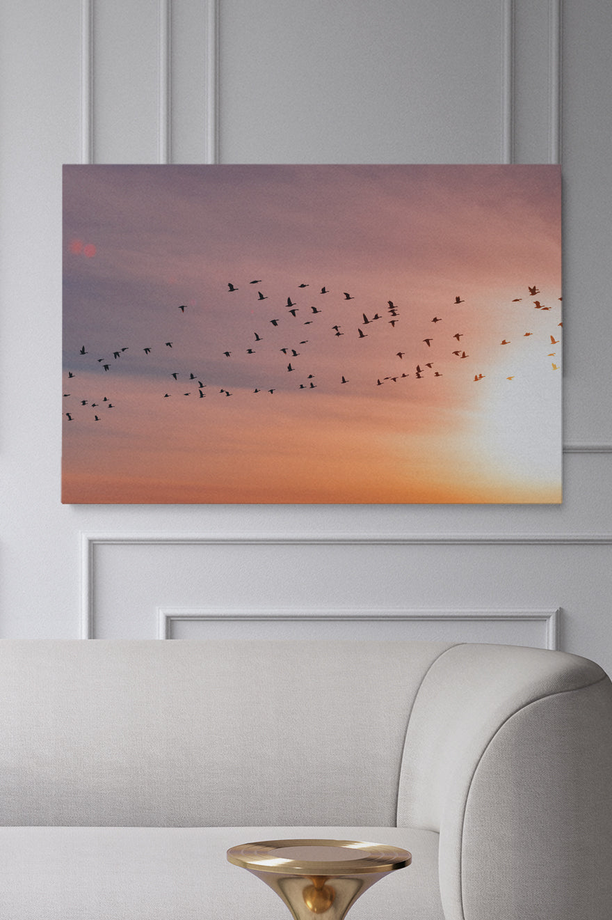 Sunset Birds
