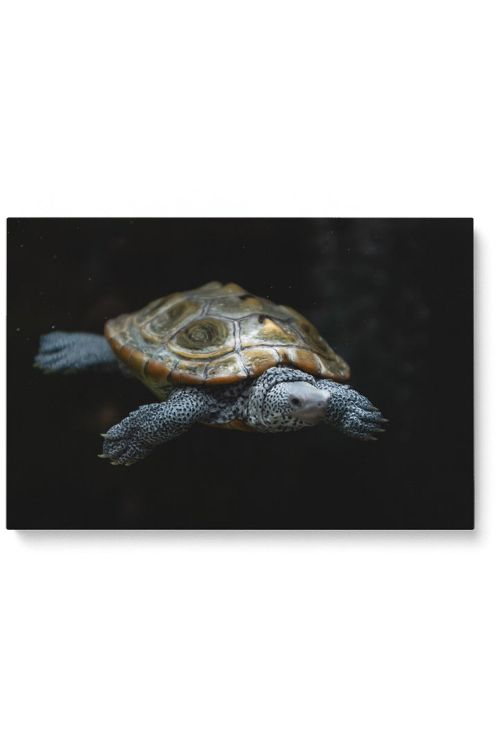 Swimming Turtle