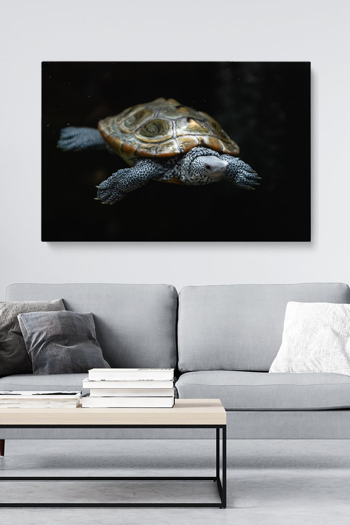 Swimming Turtle